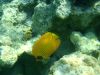 Filename=UW_Egy_hal01.JPG
Filesize=1027KB
Dimensions=2560x1920
Date added=Jul 10, 2009 UW_Egy_hal01.JPG