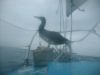 Filename=AUS_02_madar01.JPG
Filesize=528KB
Dimensions=1600x1200
Date added=Sep 10, 2008 AUS_02_madar01.JPG